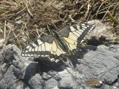 swallowtail